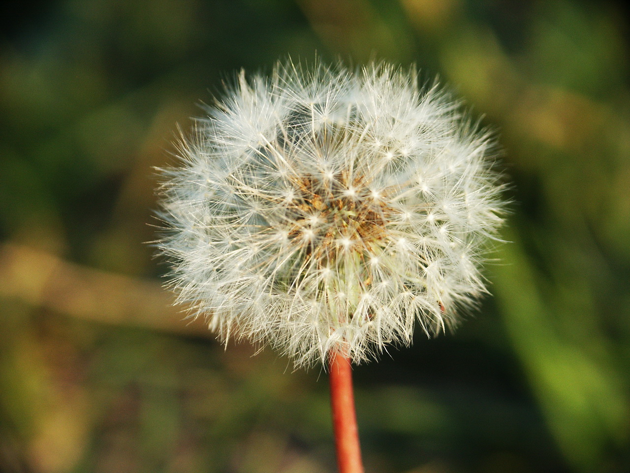 Dandelion clock | Cute wallpapers